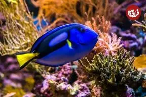 تصاویر؛ پنج جانور دریایی با رنگ «آبی» منحصربه‌فرد