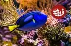 تصاویر؛ پنج جانور دریایی با رنگ «آبی» منحصربه‌فرد