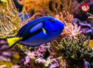 تصاویر؛ پنج جانور دریایی با رنگ «آبی» منحصربه‌فرد