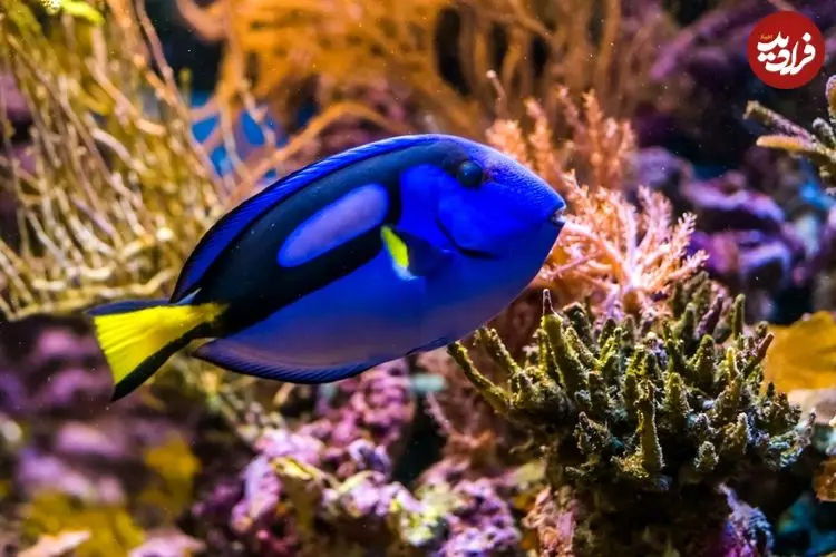 تصاویر؛ پنج جانور دریایی با رنگ «آبی» منحصربه‌فرد