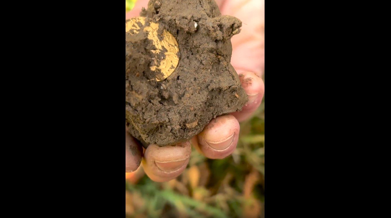 (ویدئو) لحظه کشف سکه طلای باستانی توسط یک کشاورز خوش اقبال