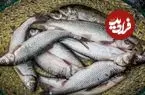 قیمت هر کیلو ماهی قزل آلا چقدر شد؟