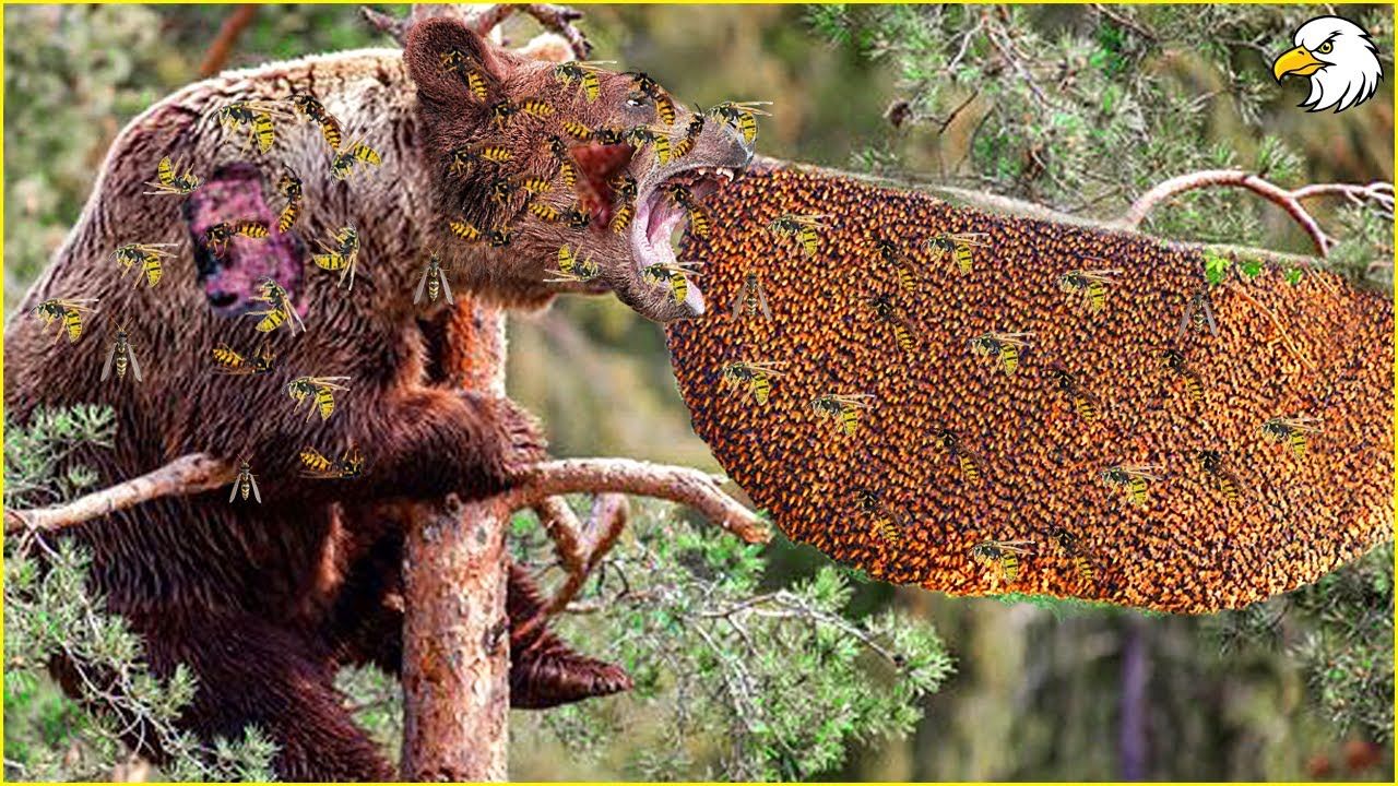 (ویدئو) 30 لحظه درخشان از عسل دزدی خرس ها روی درخت