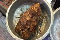 ببینید| غذای خیابانی در تایوان؛ تهیه ساشیمی با لابستر در تایپه