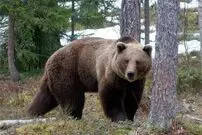 (ویدئو) گشت و گذار خرس قهوه‌ای و دو توله‌اش در شهرستان پاسارگاد استان فارس