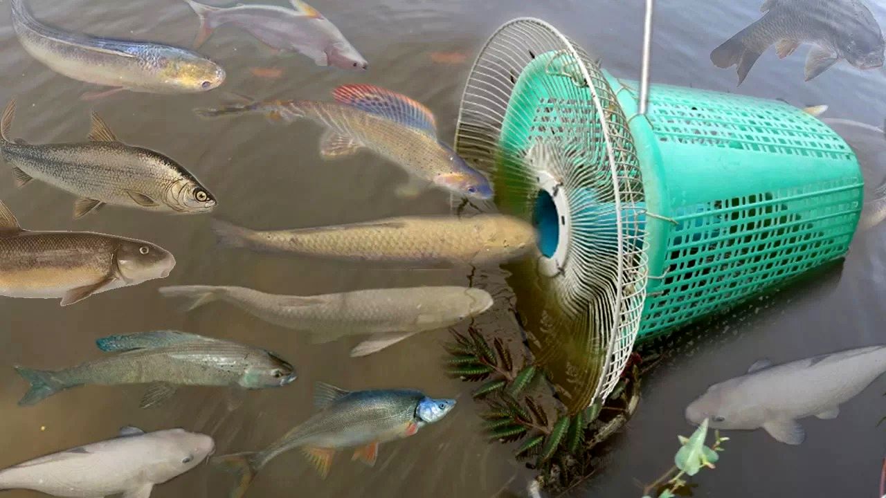 (ویدئو) ساخت تله ماهیگیری با زنبیل پلاستیکی به سبک دختر جوان کامبوجی