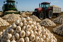 ببینید؛ چگونه کشاورزان میلیون‌ها بوته سیر را می‌کارند و برداشت می‌کنند؟