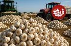 ببینید؛ چگونه کشاورزان میلیون‌ها بوته سیر را می‌کارند و برداشت می‌کنند؟