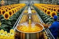 ببینید؛ از مزرعه تا سفره؛ داستان تولید روغن آفتابگردان