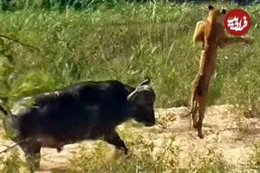 ببینید| وقتی بوفالو به سیم آخر می زند؛ توله شیر بی نوا به هوا پرتاب شد!