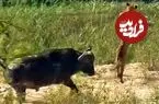 ببینید| وقتی بوفالو به سیم آخر می زند؛ توله شیر بی نوا به هوا پرتاب شد!