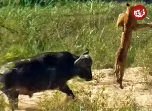 ببینید| وقتی بوفالو به سیم آخر می زند؛ توله شیر بی نوا به هوا پرتاب شد!