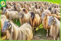 (ویدئو) چگونه تبتی ها میلیون ها بز ترمه را برای برداشت پشم و مو پرورش می دهند؟