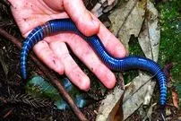 ببینید| 10 نمونه از زیباترین کِرم های جهان که نگاه تان را به این موجود تغییر می دهد!