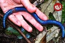 ببینید| 10 نمونه از زیباترین کِرم های جهان که نگاه تان را به این موجود تغییر می دهد!