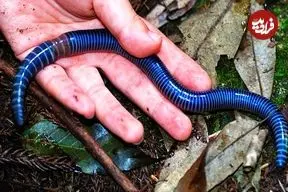 ببینید| 10 نمونه از زیباترین کِرم های جهان که نگاه تان را به این موجود تغییر می دهد!