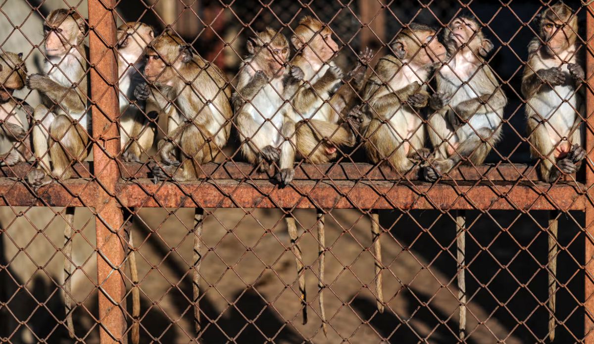 میمون‌های ۲۰۰۰۰ دلاری: درون تجارت غیرقانونی پررونق حیوانات آزمایشگاهی
