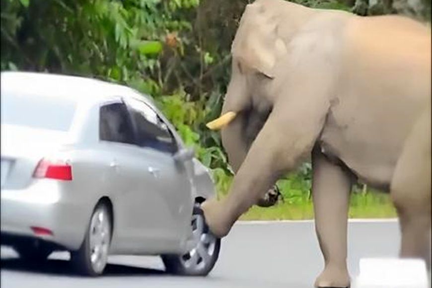 (ویدئو) فیل کنجکاو خودرو سواری را با اسباب بازی اشتباه گرفت