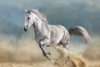 (عکس) اسب‌های عجیبی که انگشت داشتند