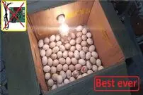 (ویدئو) یک روش ارزان و آسان برای ساخت دستگاه جوجه کشی 60 عددی با کارتن و لامپ