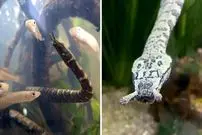 ببینید| مارآبی شاخک دار؛ یکی از عجیب ترین خزندگان جهان