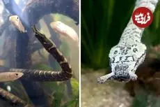 ببینید| مارآبی شاخک دار؛ یکی از عجیب ترین خزندگان جهان
