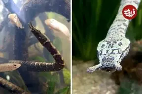 ببینید| مارآبی شاخک دار؛ یکی از عجیب ترین خزندگان جهان