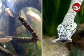 ببینید| مارآبی شاخک دار؛ یکی از عجیب ترین خزندگان جهان