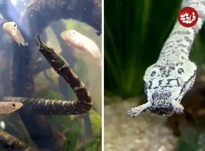 ببینید| مارآبی شاخک دار؛ یکی از عجیب ترین خزندگان جهان