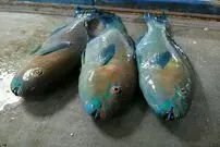 (ویدئو) صید طوطی‌ماهی در اقیانوس آرام
