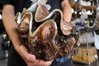 ببینید| غذای خیابانی در ژاپن؛ برش ماهرانه و تهیه ساشیمی با صدف غول پیکر در توکیو