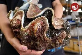 ببینید| غذای خیابانی در ژاپن؛ برش ماهرانه و تهیه ساشیمی با صدف غول پیکر در توکیو