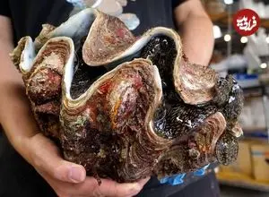 ببینید| غذای خیابانی در ژاپن؛ برش ماهرانه و تهیه ساشیمی با صدف غول پیکر در توکیو