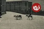 عکس| سفر زمان؛ چند الاغ در حال عبور از روی پل خواجو؛ 80 سال قبل