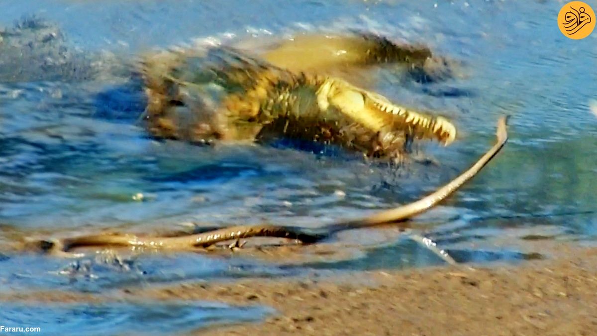 (ویدئو+ عکس) تمساح فرصت‌طلب یک مامبای سیاه را سلاخی کرد