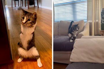 (عکس) گربه‌ای که یاد گرفت بر روی دو پا بیاستد!