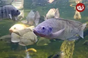 تیلاپیا؛ گونه‌ای غیربومی با خطر زیاد برای محیط زیست ایران