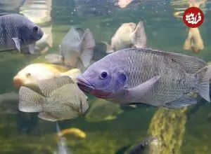 تیلاپیا؛ گونه‌ای غیربومی با خطر زیاد برای محیط زیست ایران