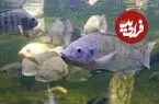 تیلاپیا؛ گونه‌ای غیربومی با خطر زیاد برای محیط زیست ایران