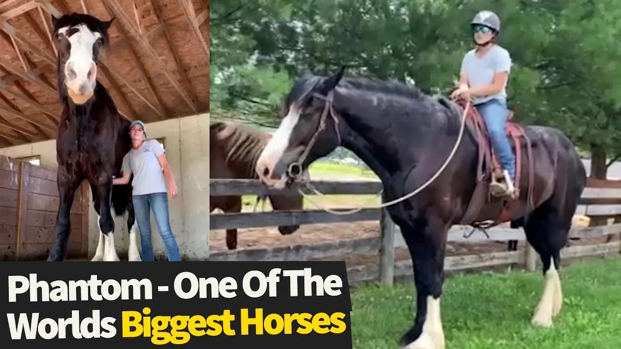 (ویدئو) قد بلندترین اسب جهان با 243 سانتی متر بلندی!