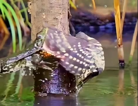 (ویدیو) نحوه شکار منحصر به فرد پرنده روی تنه درخت توسط قورباغه 