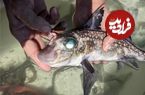 این ماهی روی پیشانی خود دندان دارد و استفاده عجیبی از آن می‌کند
