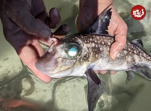 این ماهی روی پیشانی خود دندان دارد و استفاده عجیبی از آن می‌کند