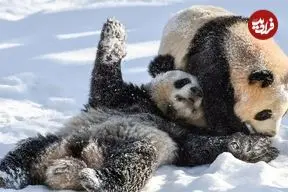 ببینید؛ بازی و شیطنت پانداها در برفِ باغ‌وحش 