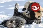 ببینید؛ بازی و شیطنت پانداها در برفِ باغ‌وحش 