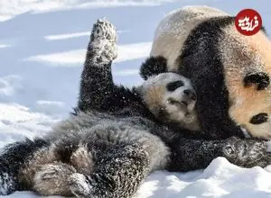 ببینید؛ بازی و شیطنت پانداها در برفِ باغ‌وحش 