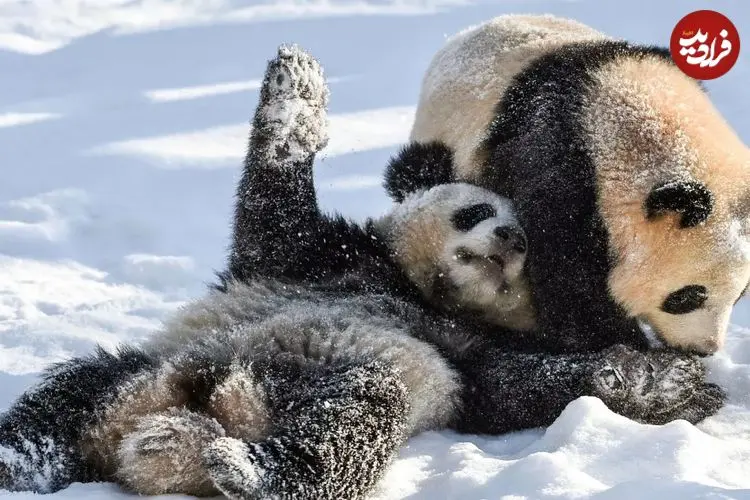 ببینید؛ بازی و شیطنت پانداها در برفِ باغ‌وحش 
