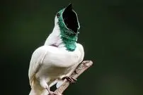 ببینید| زنگ‌مرغ سفید؛ پرنده ای که مانند اره برقی صدا تولید می کند