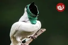 ببینید| زنگ‌مرغ سفید؛ پرنده ای که مانند اره برقی صدا تولید می کند