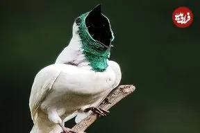 ببینید| زنگ‌مرغ سفید؛ پرنده ای که مانند اره برقی صدا تولید می کند